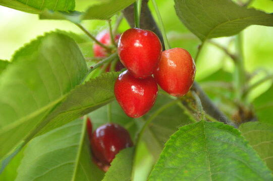 树枝头上成熟的大红樱桃果实