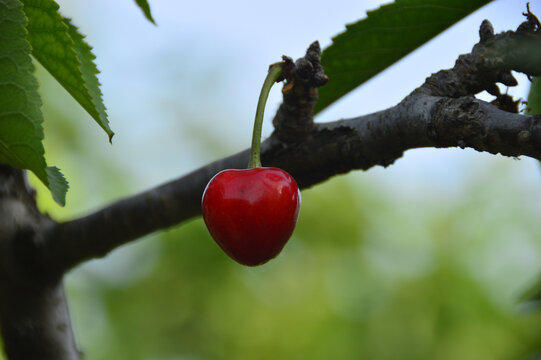 树枝头上成熟的红樱桃