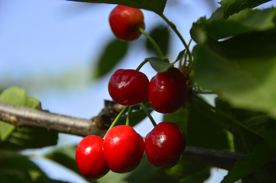 树枝头上成熟的红樱桃
