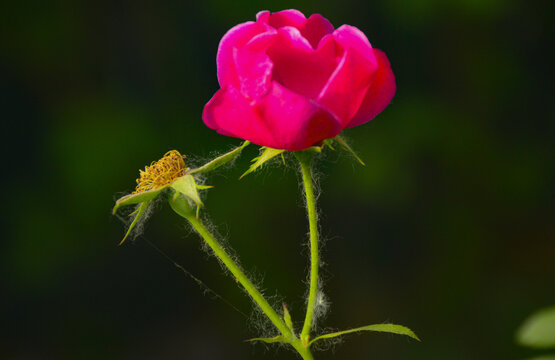 月季花特写