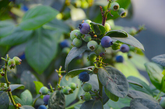 成熟蓝莓挂枝头