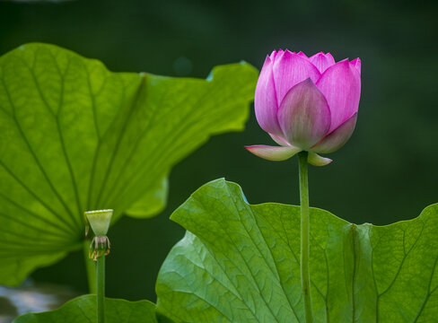 荷花