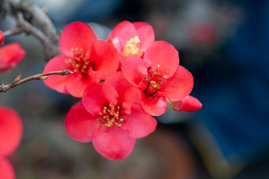 贴梗海棠红色花朵