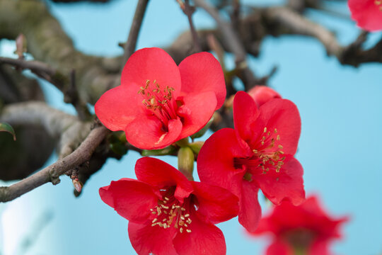 贴梗海棠红色花朵