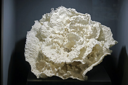 柱状筛珊瑚