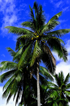 海南椰林