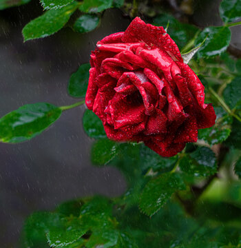 春雨中的红玫瑰