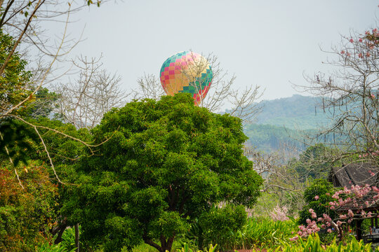 绿色的树木和彩色热气球