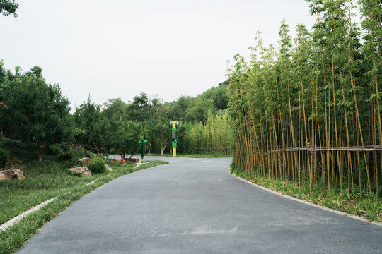 成都大熊猫繁育研究基地里的道路