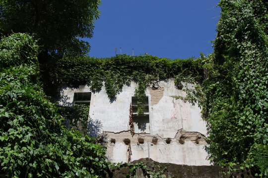汕头老城内爬满绿植的废弃老房子