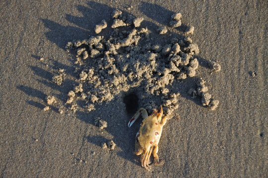 沙滩上正在筑巢的螃蟹