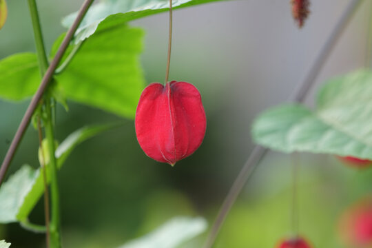 红萼苘麻蔓性风铃花