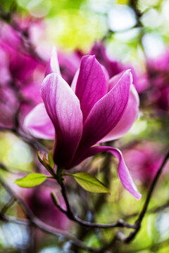 盛开的紫玉兰花