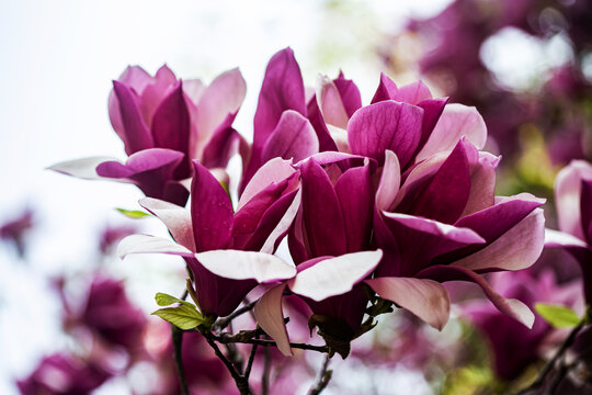 盛开的紫玉兰花