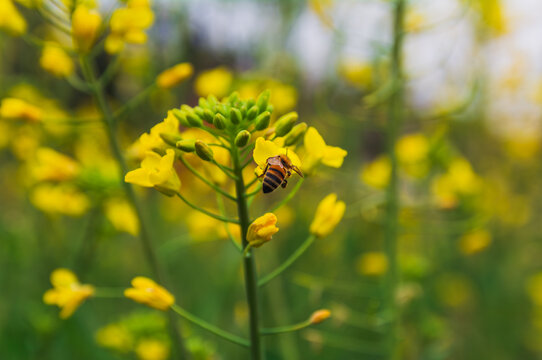 油菜花中采蜜的蜜蜂