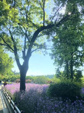 春天公园里紫色的花