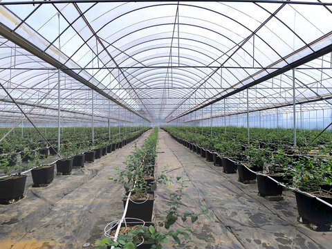 大棚蓝莓种植