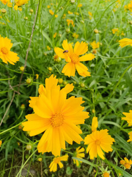 公园花海菊花