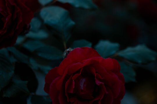 暗夜玫瑰