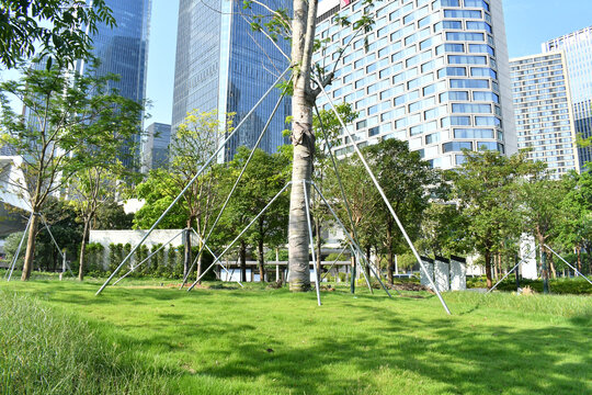 深圳前海公园里的绿化树
