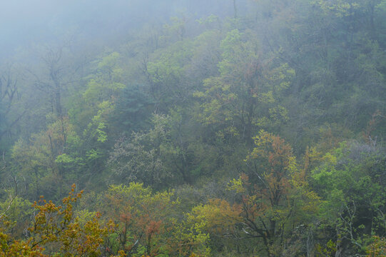 云雾森林背景