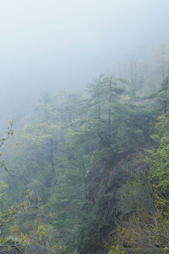 云雾森林背景