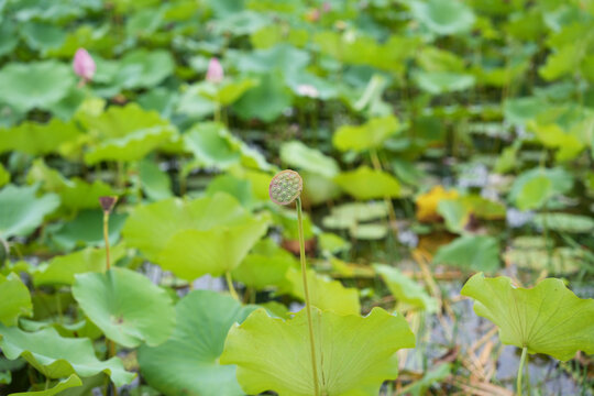 荷花