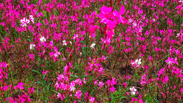 山桃草花