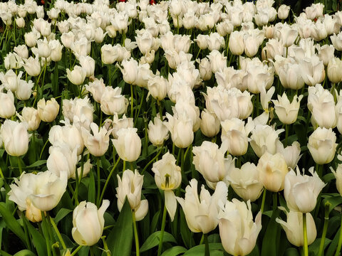弥勒市太平湖森林公园白色郁金香