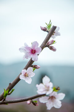 春日桃花盛开摄影图