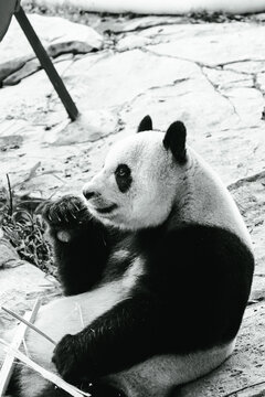 广州长隆野生动物园的熊猫