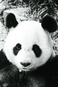 广州长隆野生动物园的熊猫