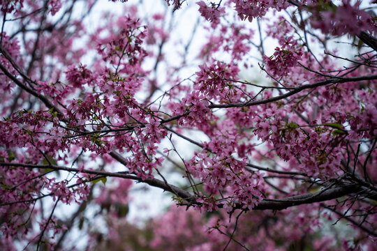 枝头挂满了樱花