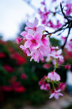枝头挂满了樱花
