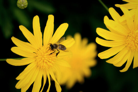蜜蜂在野菊花采蜜