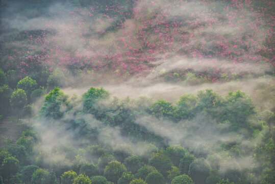 红花绿树晨雾