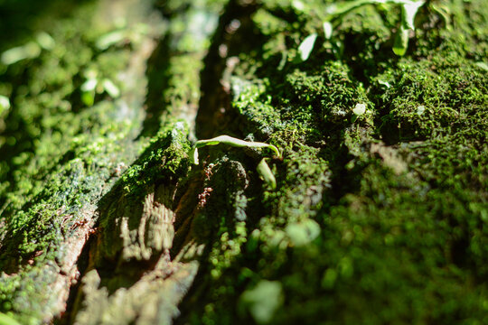 阳光苔藓和蚂蚁