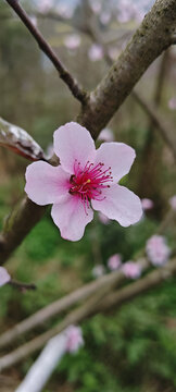 桃树花