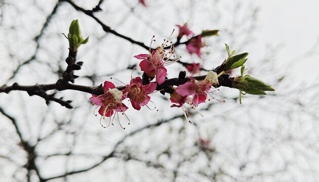 桃树花朵