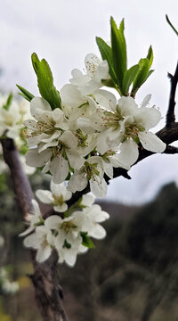梨子树花
