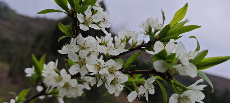 梨树花朵