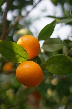 柑橘丰收的果实