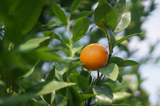 树上长了柑橘