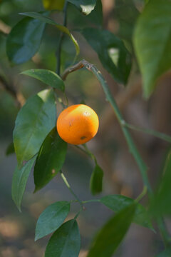 阳光下的柑橘呈亮