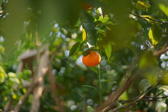柑橘树上的果实