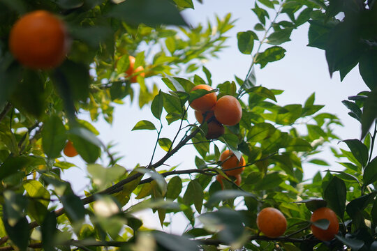 柑橘树果实