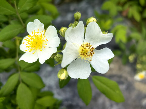 野蔷薇花