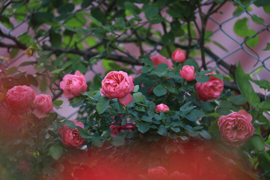 红色蔷薇花簇