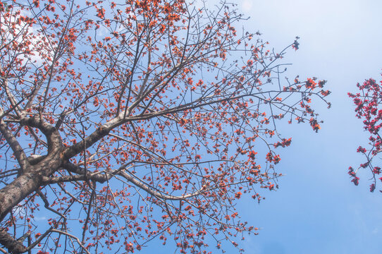 天空红花树枝