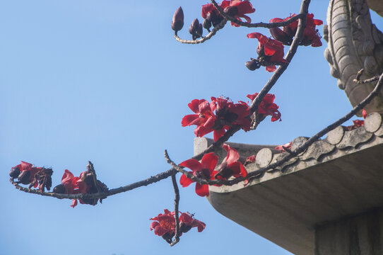 红木棉花枝